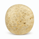 Fossil Palm Stone for Grounded Living & Natural Balance