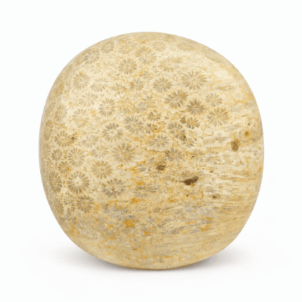 Fossil Palm Stone for Grounded Living & Natural Balance