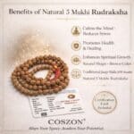 5 Mukhi Rudraksha Mala - Image 6